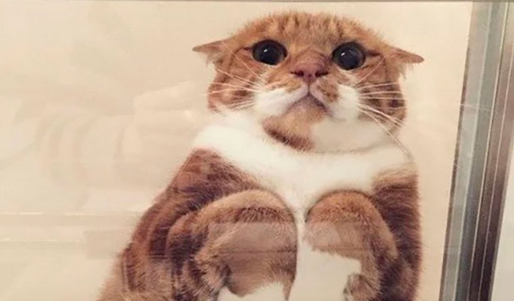 Gatos sobre vidrios: un hilo que enterneció a Twitter Gatos sobre vidrios: un hilo que enterneció a Twitter