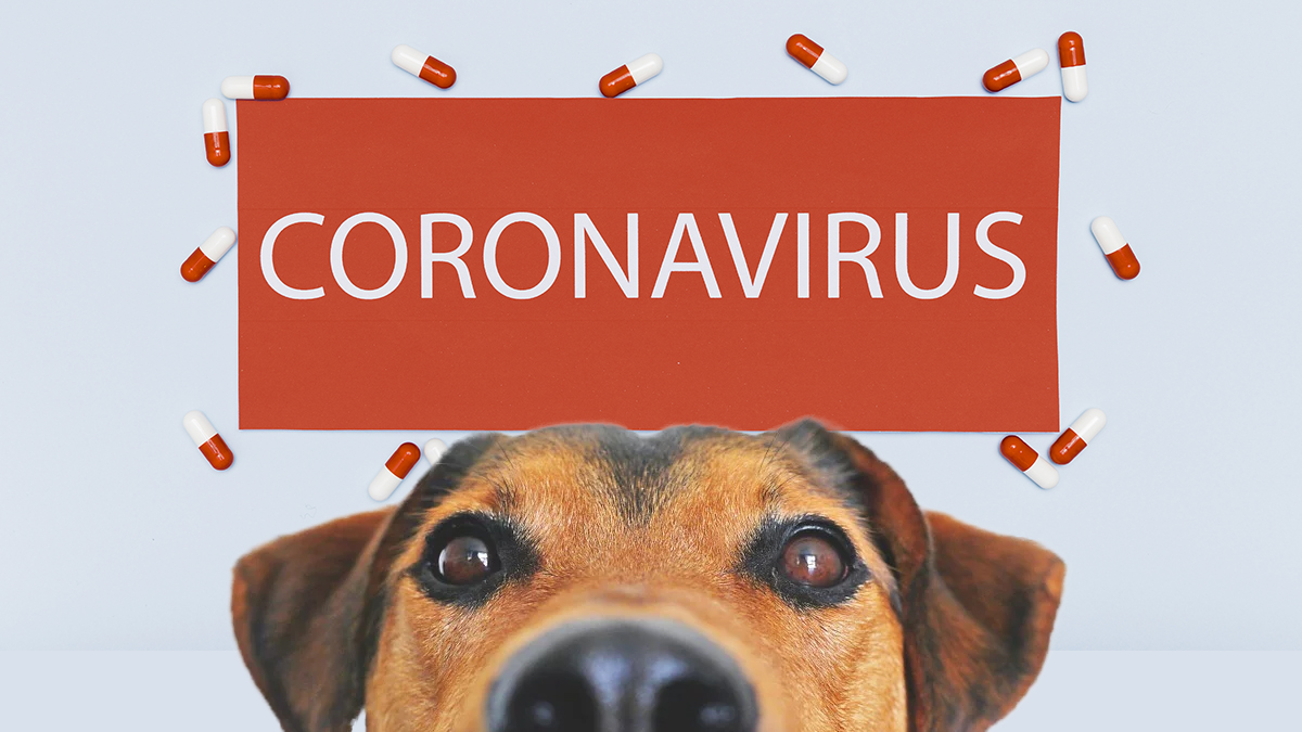 Coronavirus en mascotas Coronavirus en mascotas