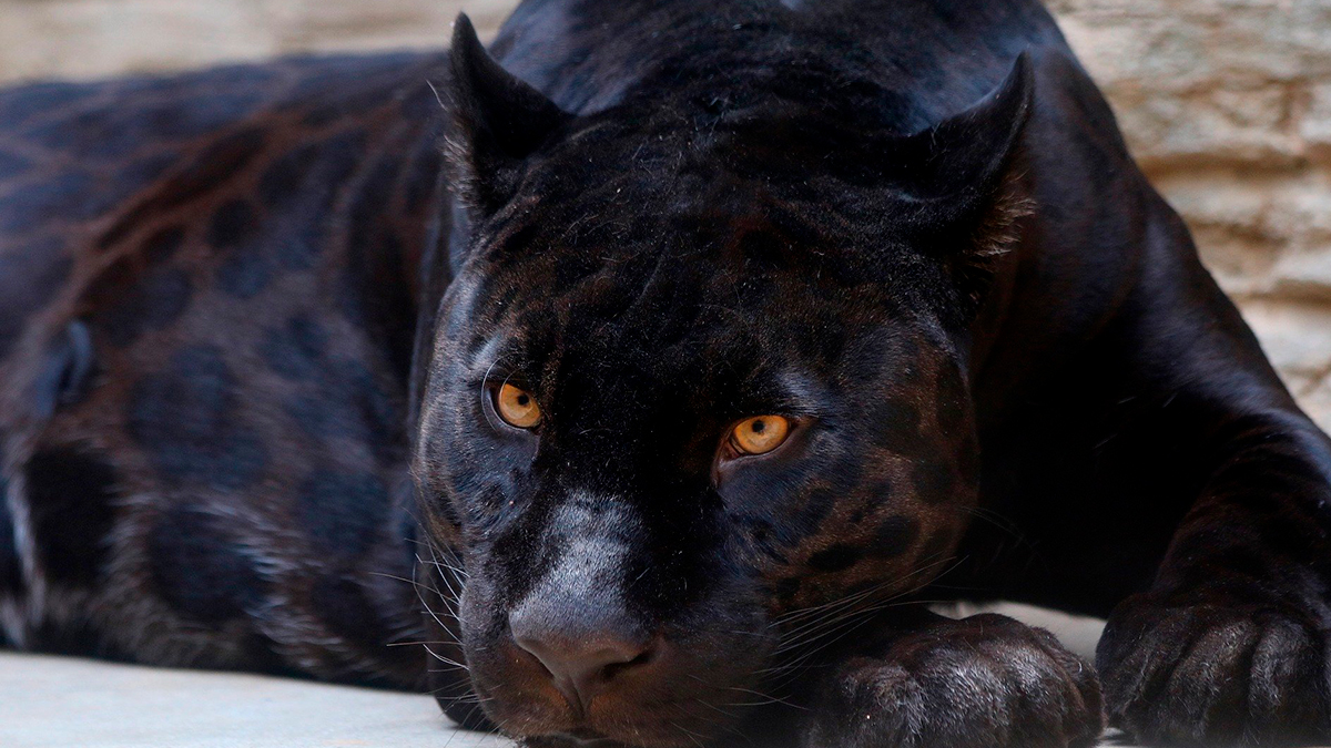 Pareja adoptó un jaguar negro desde bebé pensando que era un gato KienyKe