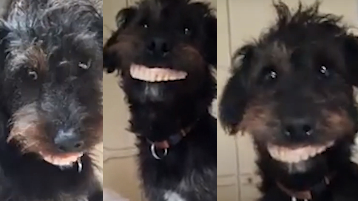 Milo perro Milo perro