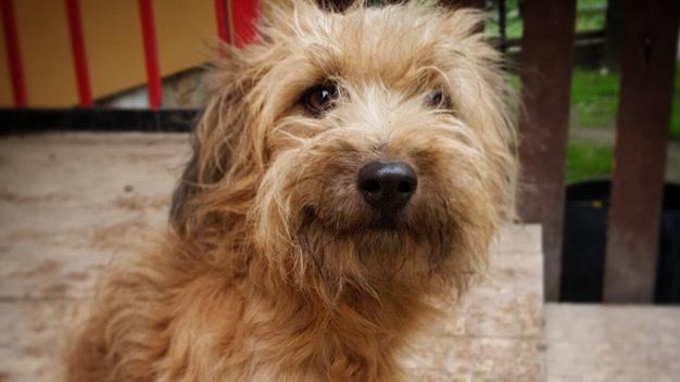 perro perro