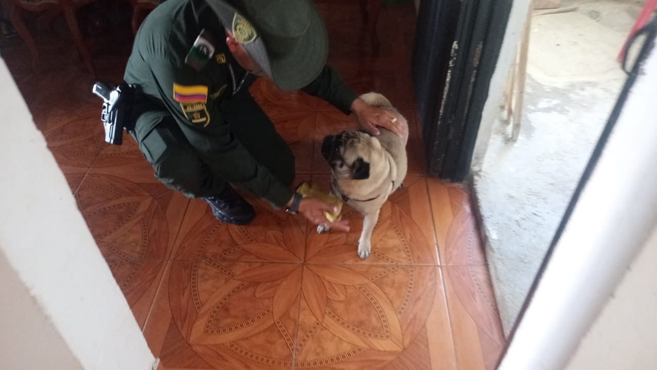 perrita en tolima perrita en tolima