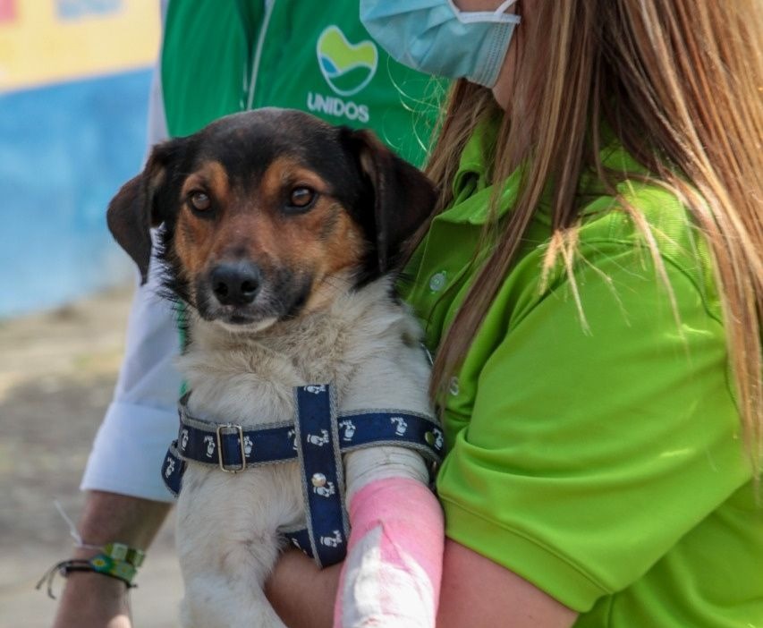 Valiente, el perro símbolo de la tragedia invernal en Dabeiba Valiente, el perro símbolo de la tragedia invernal en Dabeiba
