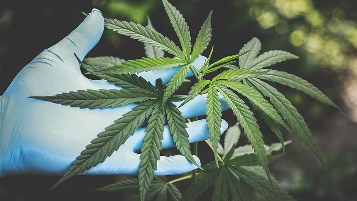Lanzan la asociación Procannacol que busca posicionar al cannabis medicinal en Colombia Lanzan la asociación Procannacol que busca posicionar al cannabis medicinal en Colombia