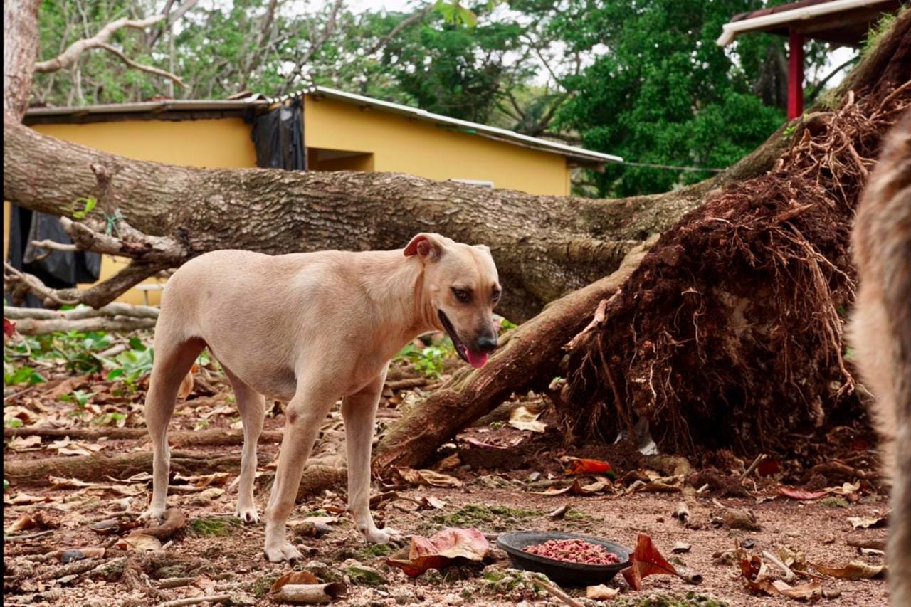 Perros y gatos en San Andrés: trabajo por las víctimas sin voz