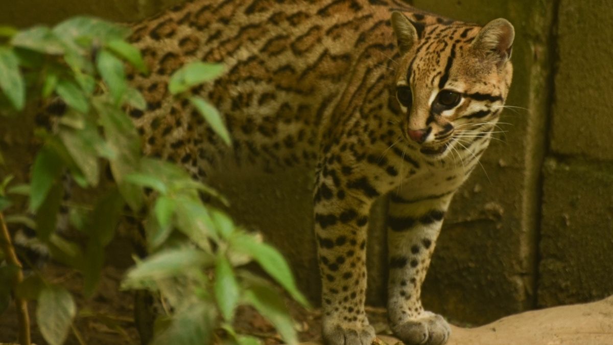 Ocelote Ocelote