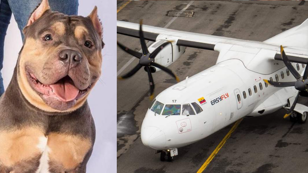 Muerte de 'Homerito', Easyfly se pronuncia nuevamente sobre el caso |  KienyKe