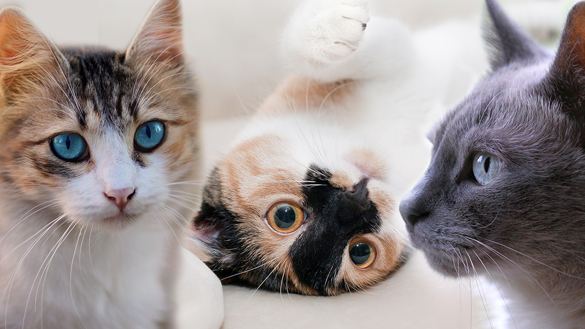 Las 5 razas gatos más cariñosas | KienyKe