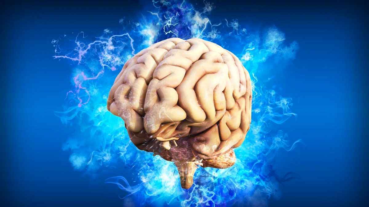Cerebro Cerebro