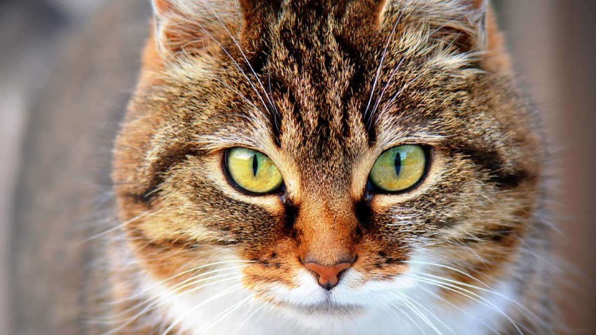 Gata Gata