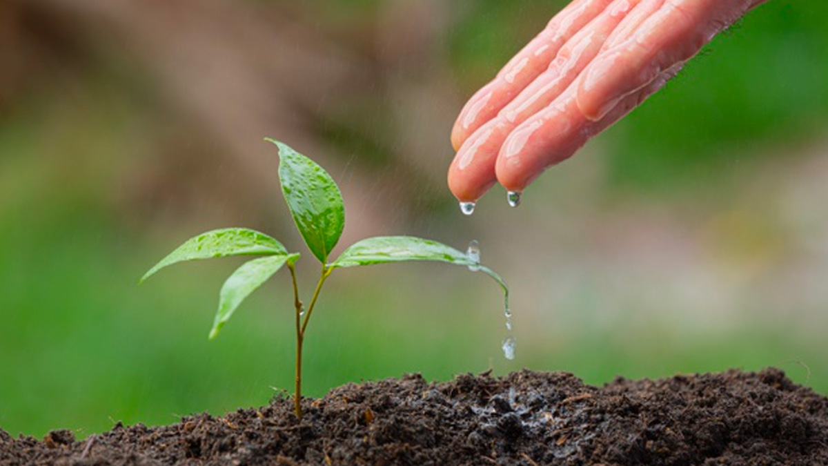 Plantar un árbol