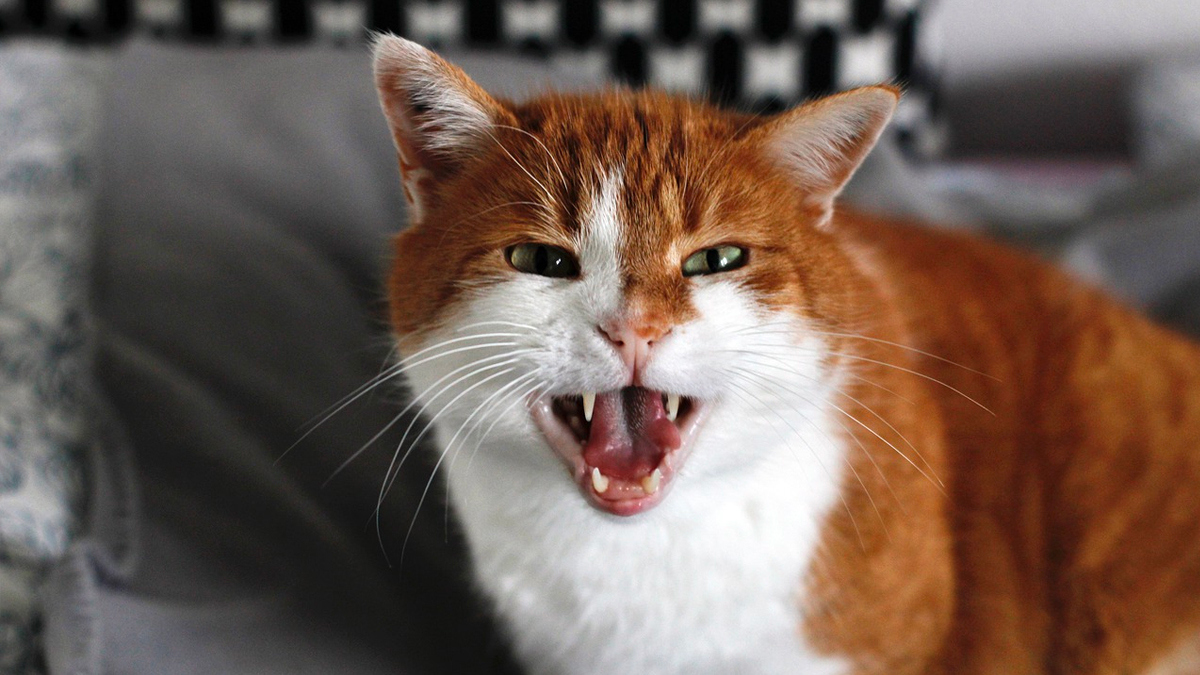 Gato bravo Gato bravo