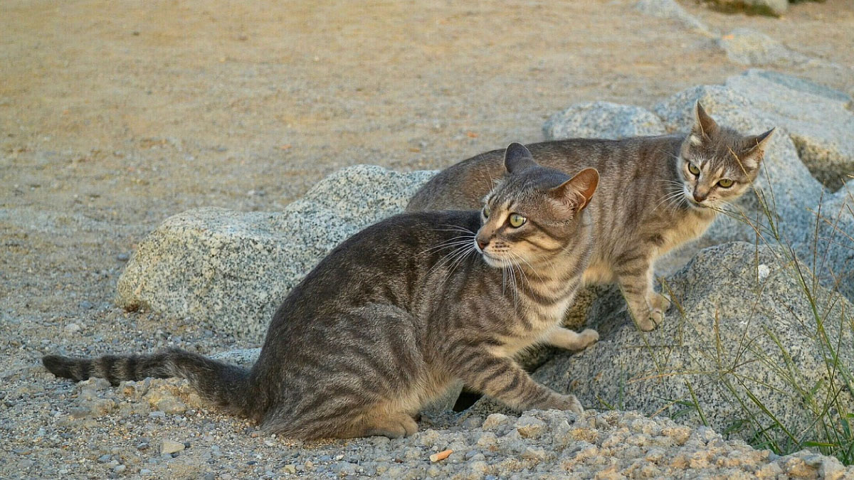 Gatos Salvajes Gatos Salvajes