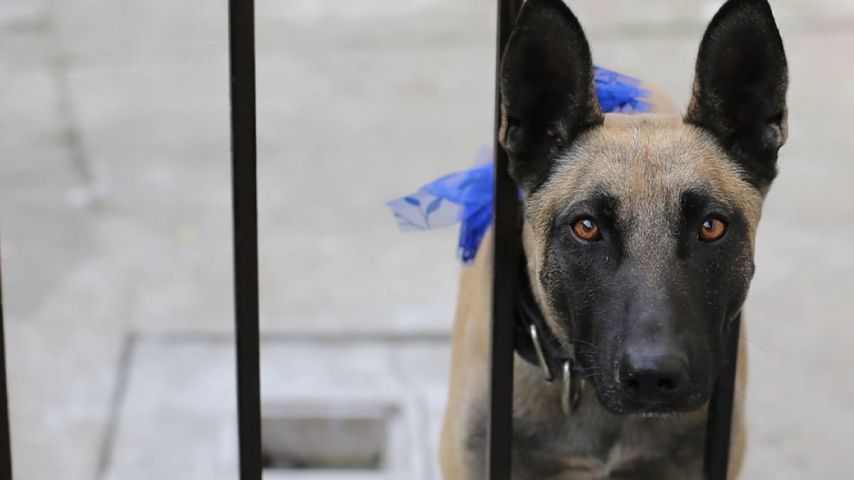 Perros entrada país Perros entrada país