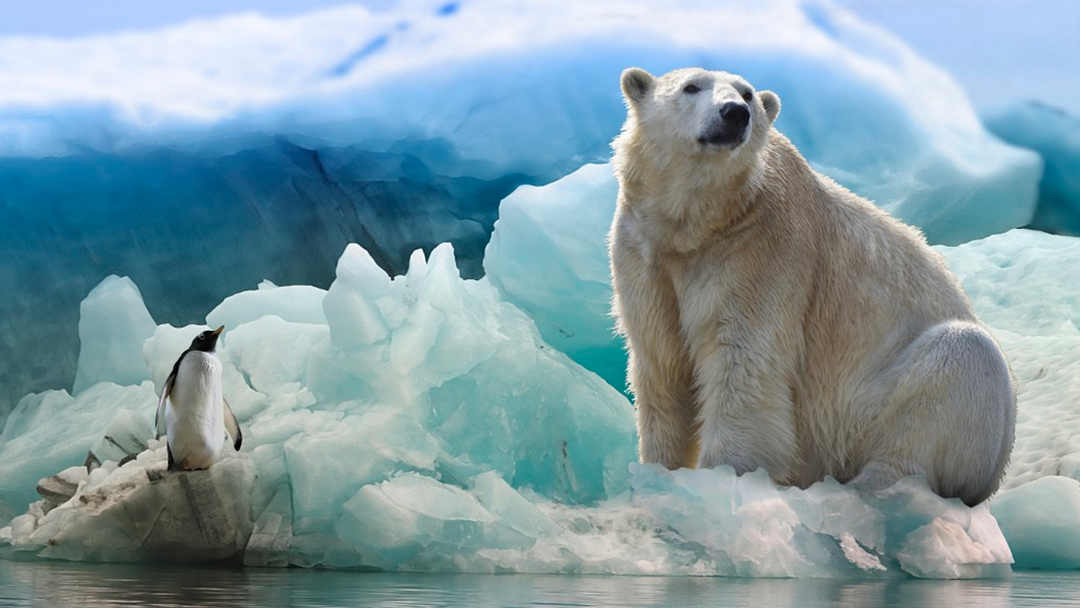 Osos polares en el Ártico