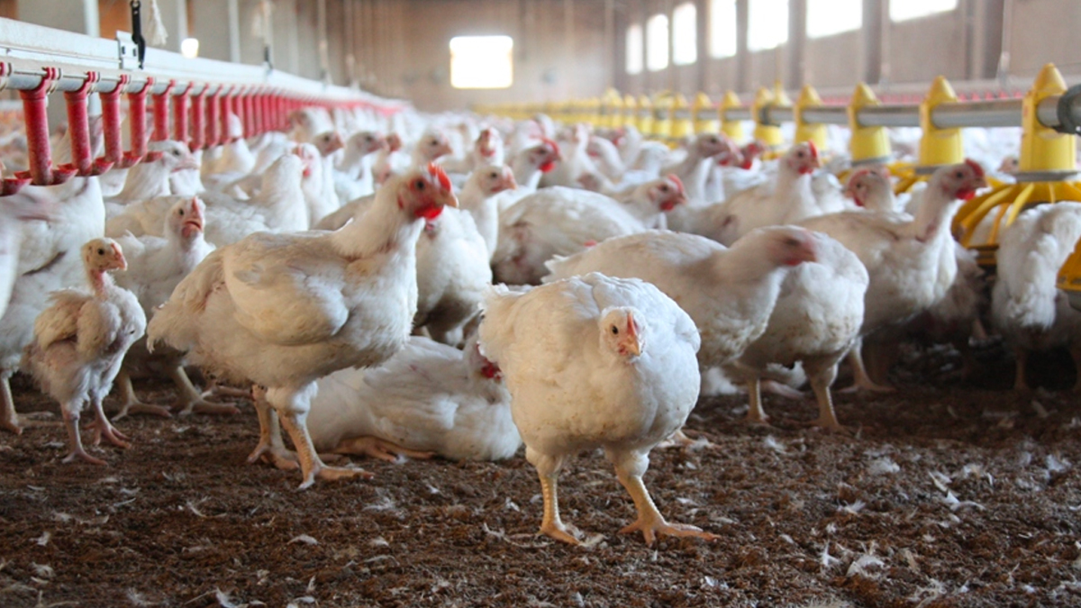 Gripa aviar en China