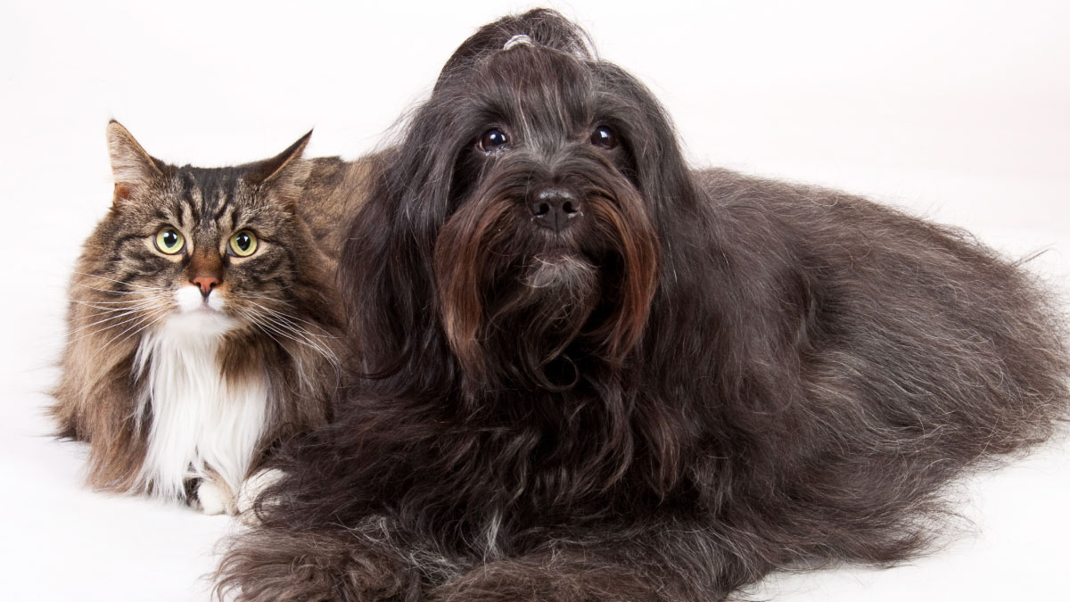 Muda de pelo en perros y gatos Muda de pelo en perros y gatos