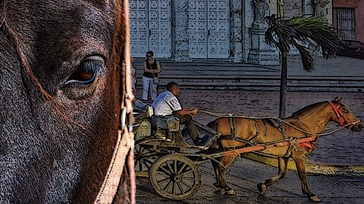 Caballos en Cartagena Caballos en Cartagena: mucha carga y pocas garantías
