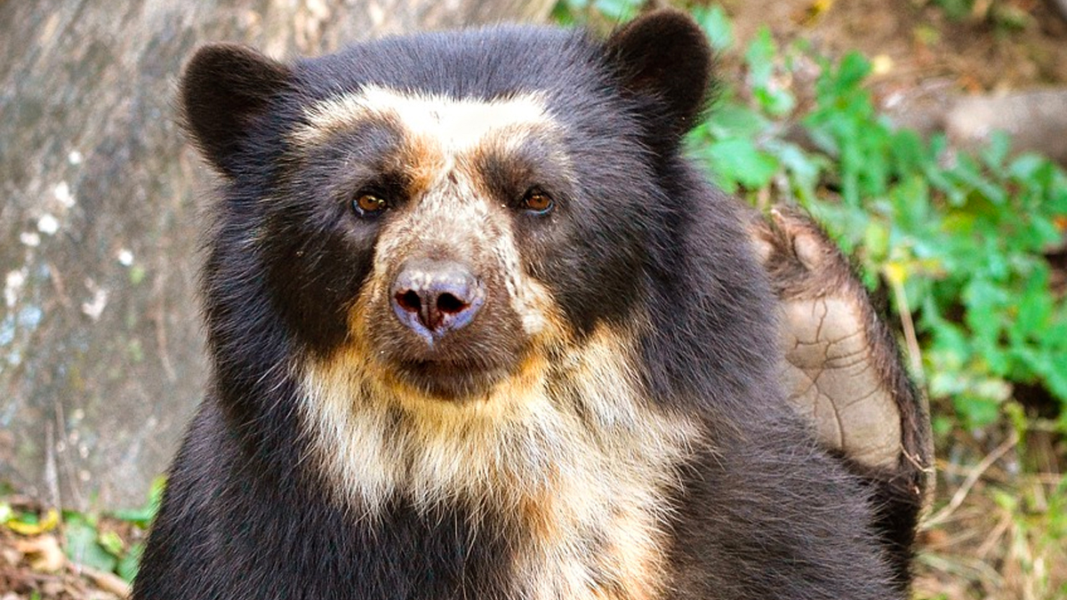 Oso de anteojos Oso de anteojos