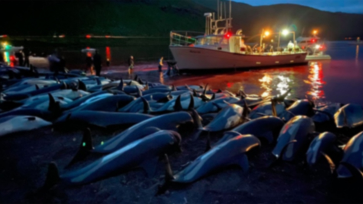 matanza de delfines en Islas Feroe
