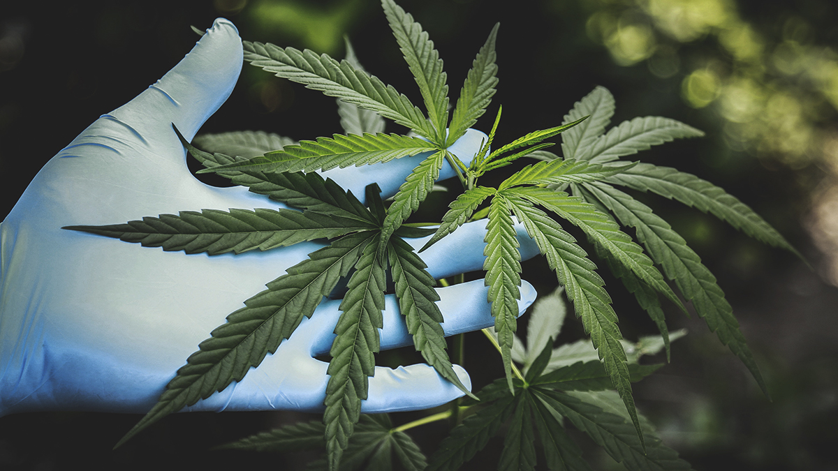 CBD CBD