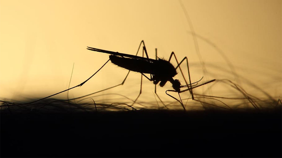 dengue Cartagena dengue Cartagena
