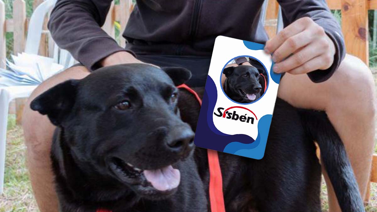 Sisben perros Sisben perros