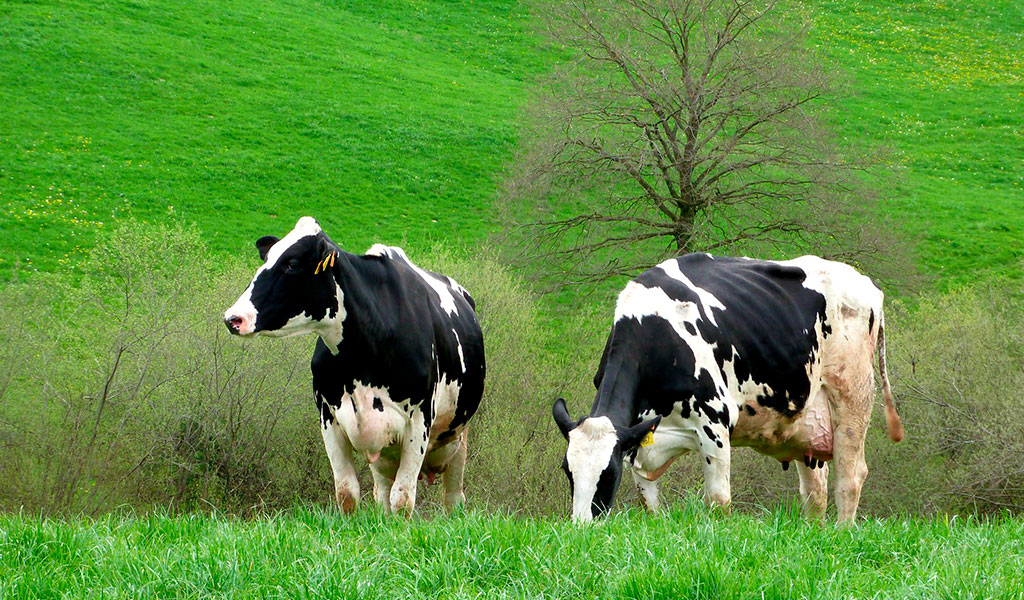 Vacas en la carrera séptima