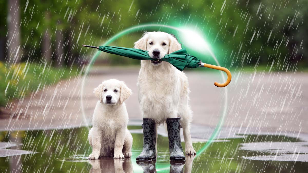 Proteger mascotas Proteger mascotas