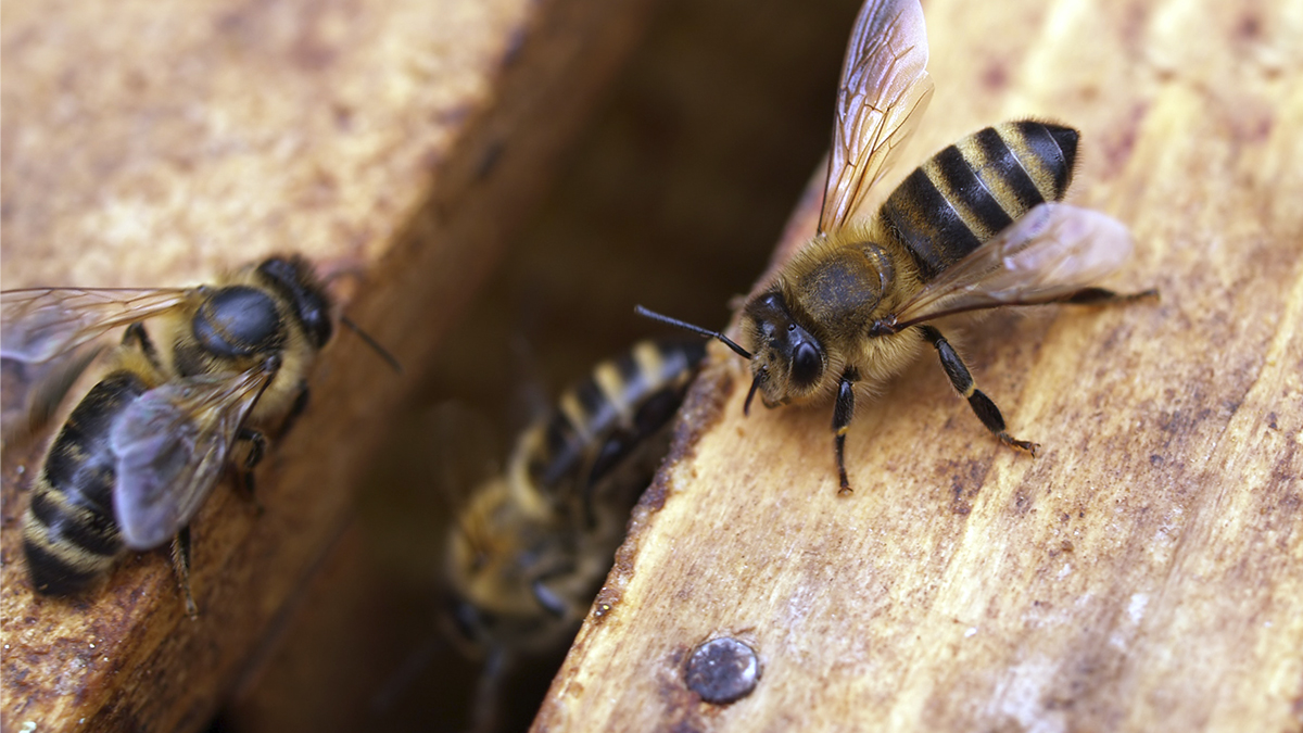 26 personas picadas por abejas en Cali 26 personas picadas por abejas en Cali