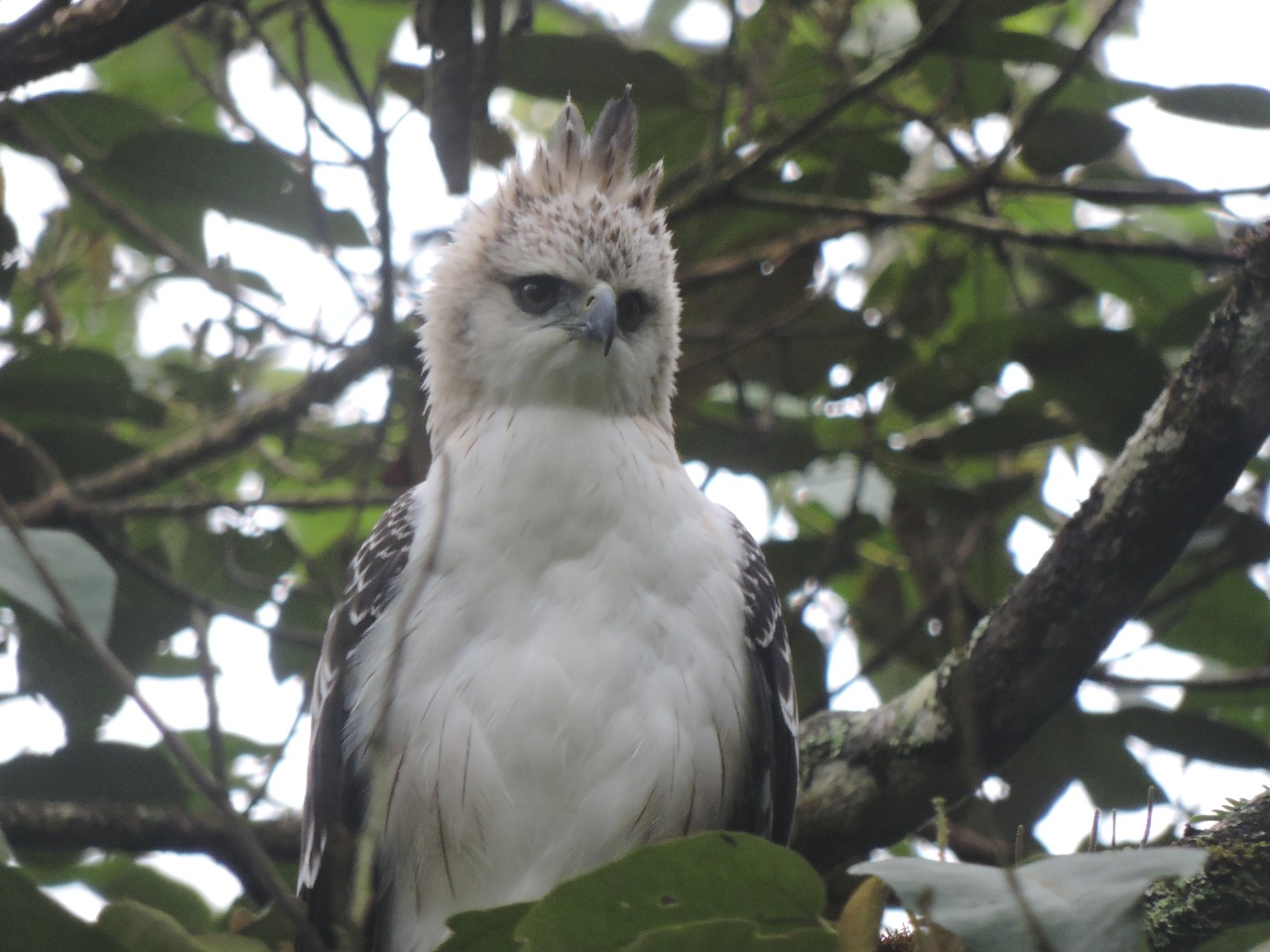 Por primera vez un águila crestada fue vista volando en Medellín | KienyKe