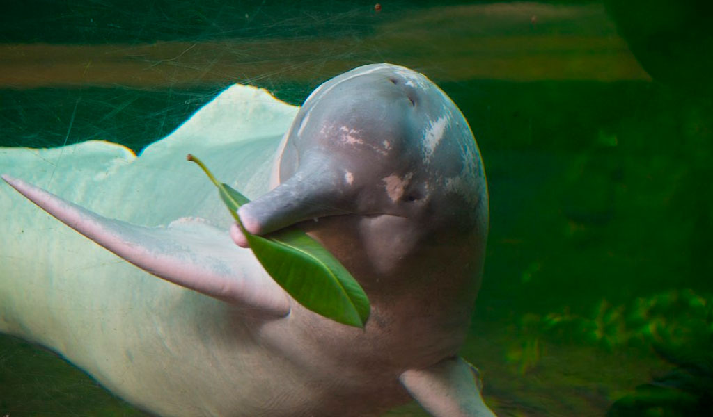 delfin rosado rio Arauca 
