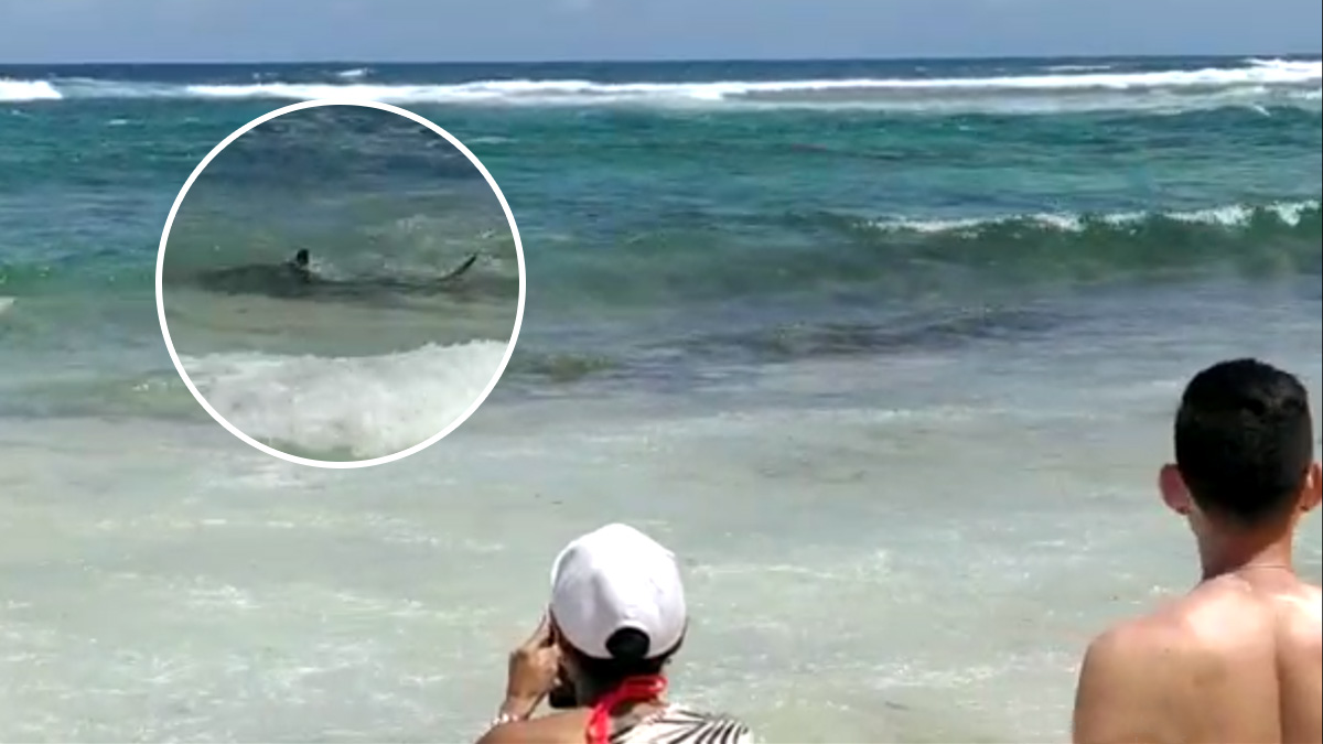 turistas-foto-con-tiburones turistas-foto-con-tiburones
