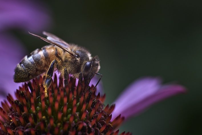 abejas día de las abejas noticias cada abeja cuenta