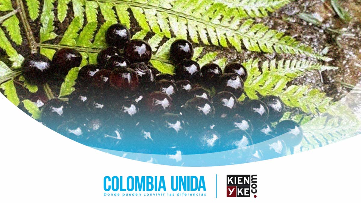 Chambimbe, el exótico fruto colombiano que ayuda al medio ambiente Chambimbe, el exótico fruto colombiano que ayuda al medio ambiente