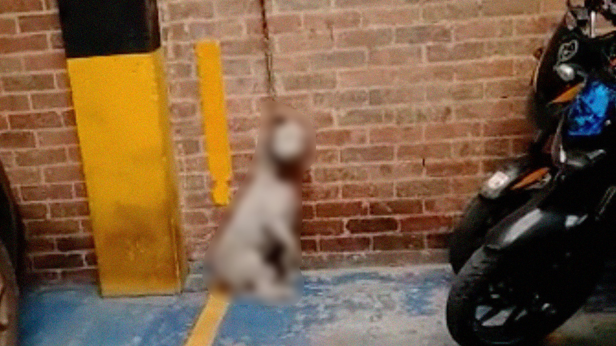 Nuevo caso de maltrato animal en Bogotá Nuevo caso de maltrato animal en Bogotá