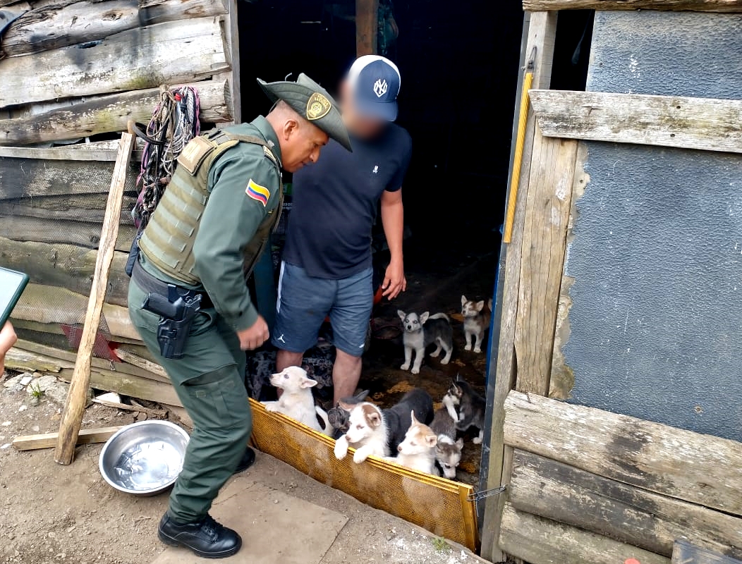 Perros Rionegro incendio noticias Antioquia Perros Rionegro incendio noticias Antioquia