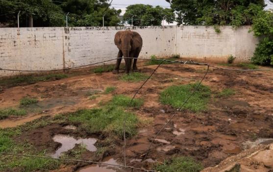 Tantor elefante zoologico Barranquilla