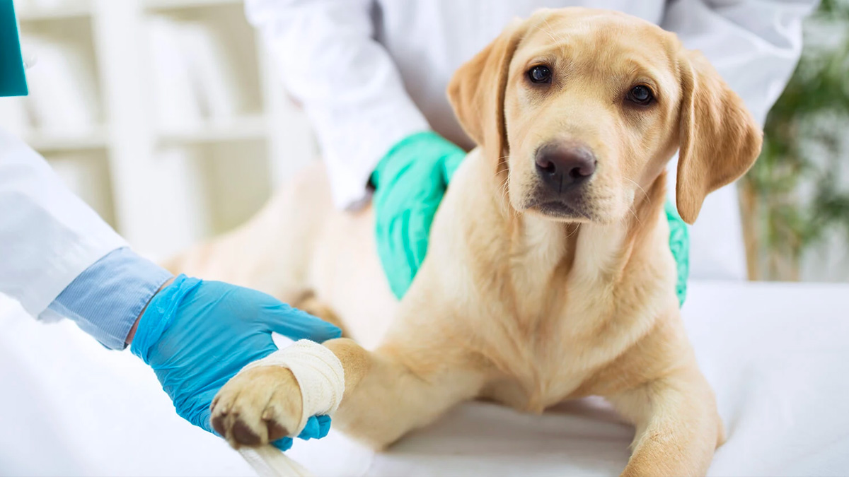Cuidados para tu mascota Cuidados para tu mascota