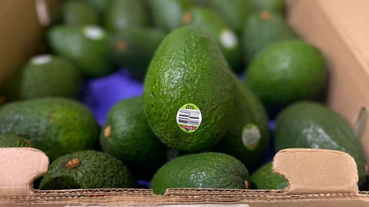 aguacate hass colombiano llegará a Chile aguacate hass colombiano llegará a Chile aguacate hass colombiano llegará a Chile
