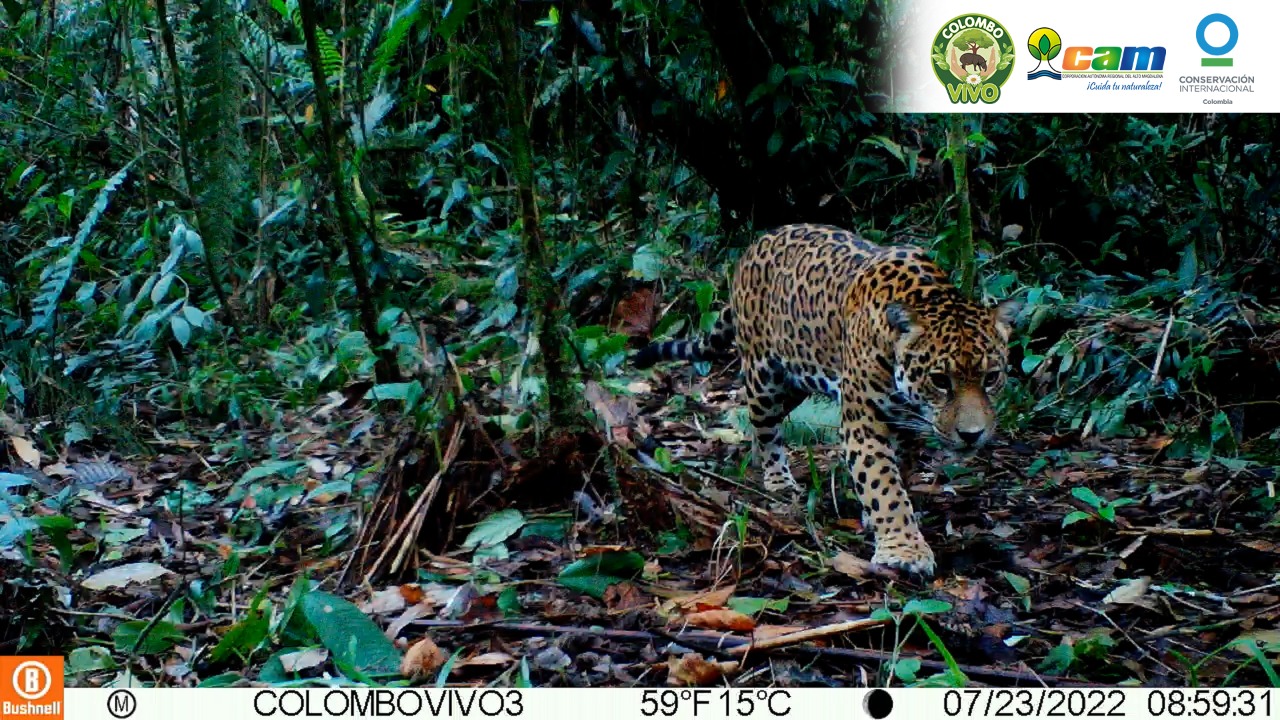Jaguar visto Huila noticias Colombia
