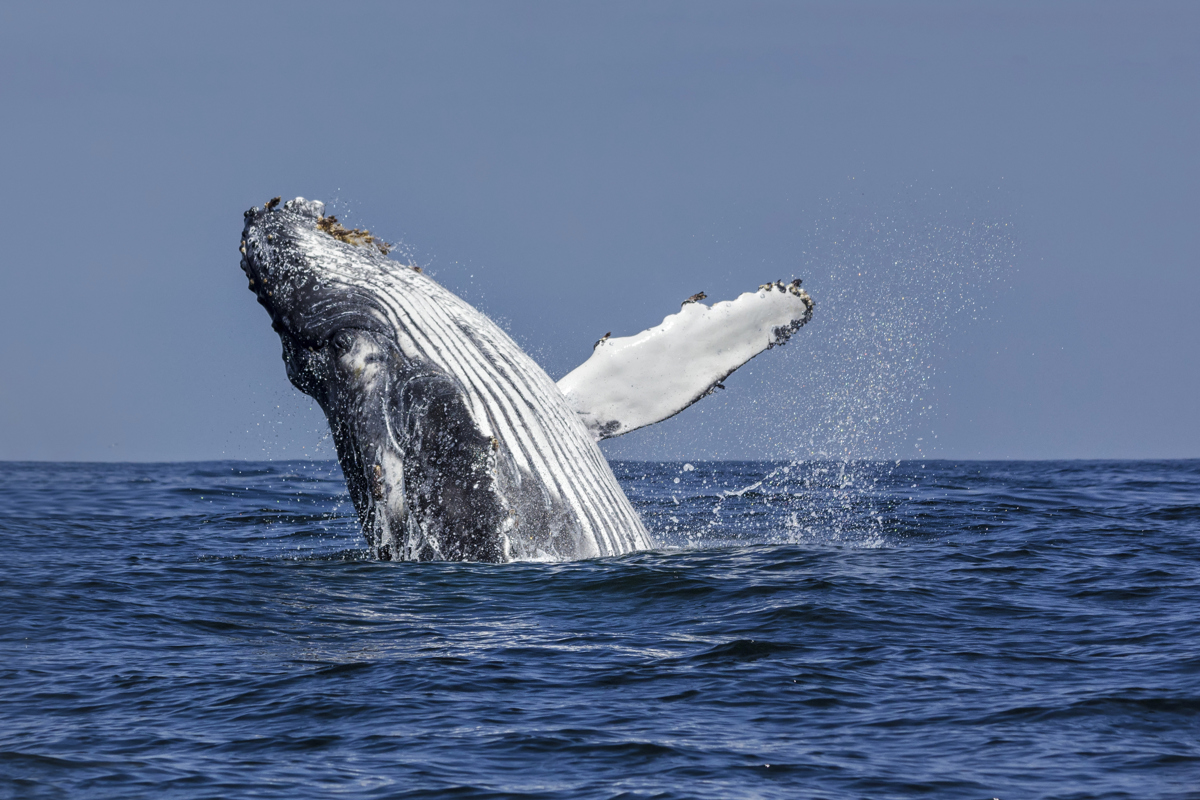 Ballenas Ballenas