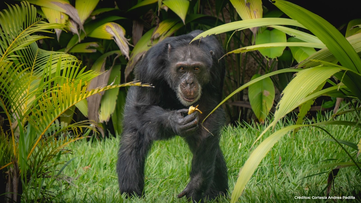 yoko-chimpance yoko-chimpance