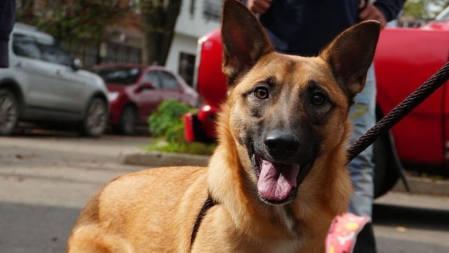 El alcalde Carlos Fernando Galán creó una mesa interinstitucional para reducir el 64% de emergencias veterinarias causadas por atropellos en Bogotá.