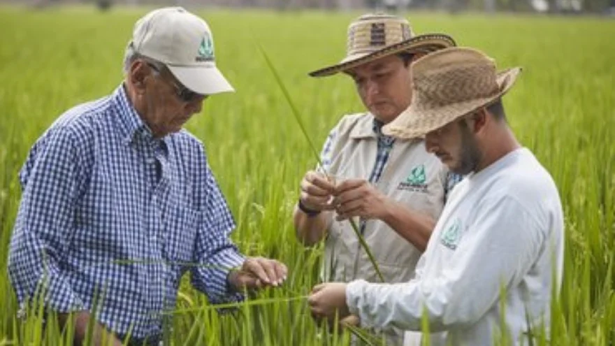Arroceros en alerta: Fedearroz pide frenar importaciones de Ecuador 