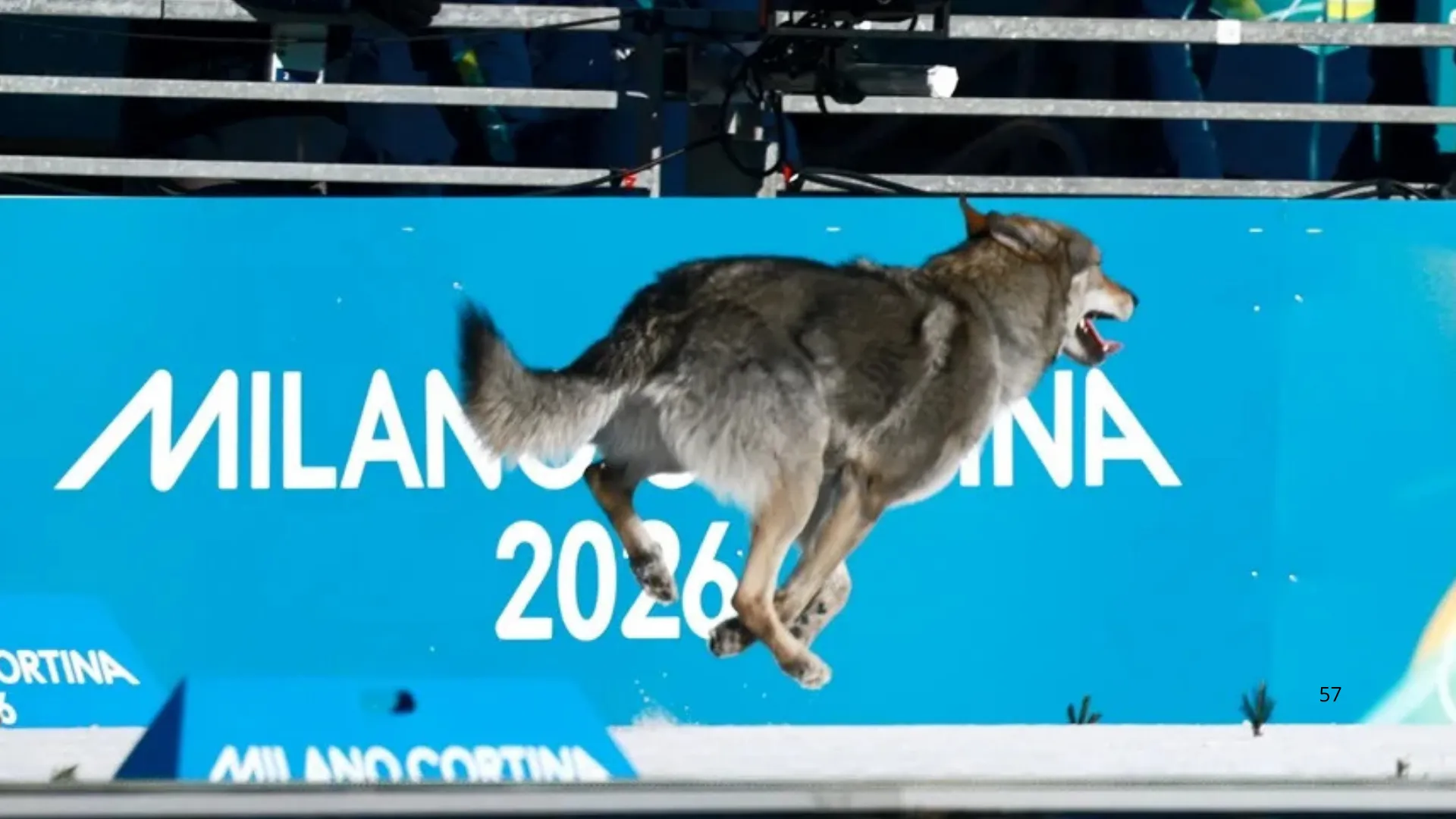 Nazgul-perro-lobo