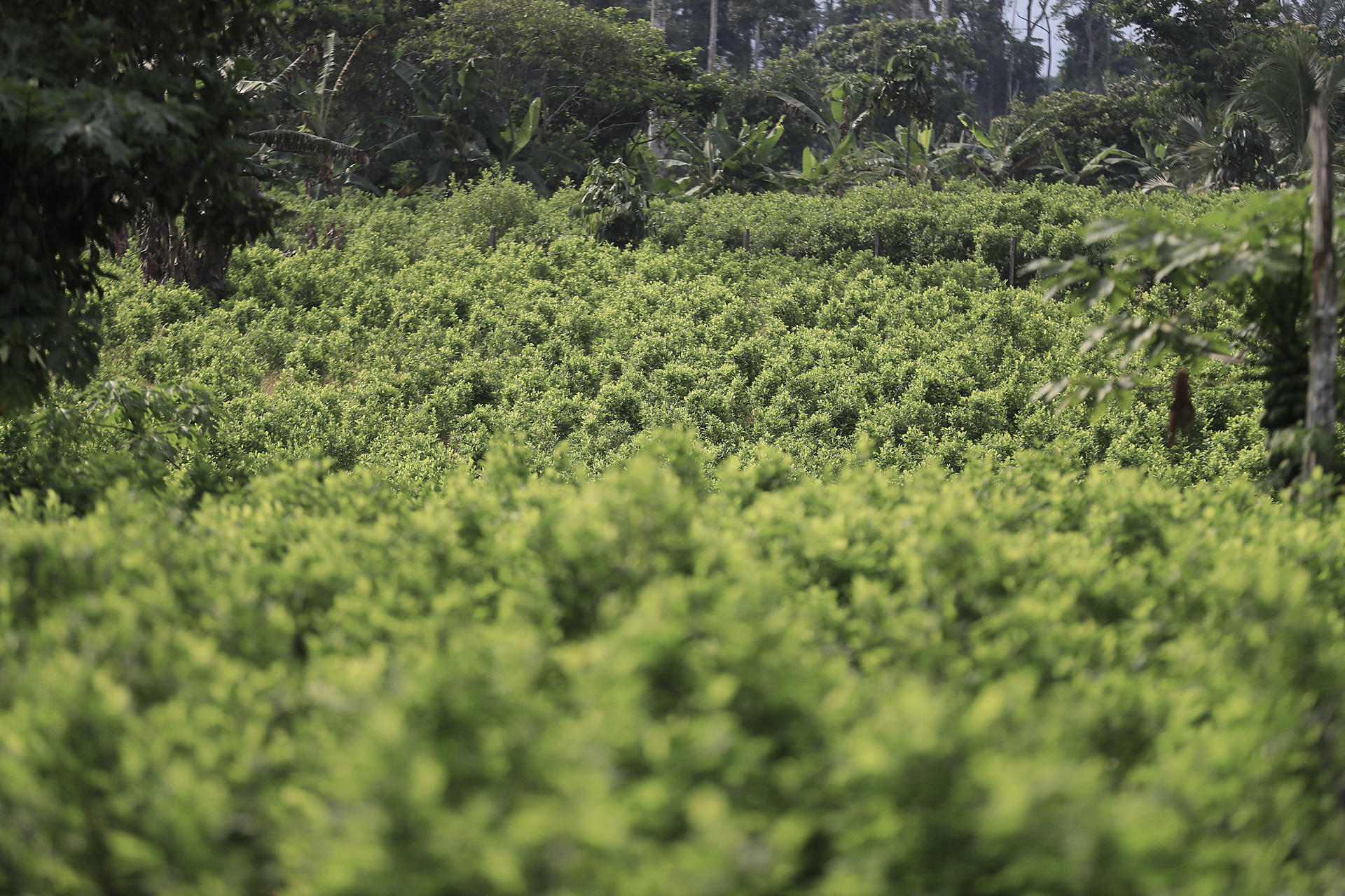 Fotografía que muestra un cultivo de coca este viernes, en el Valle del Guamuez (Colombia).