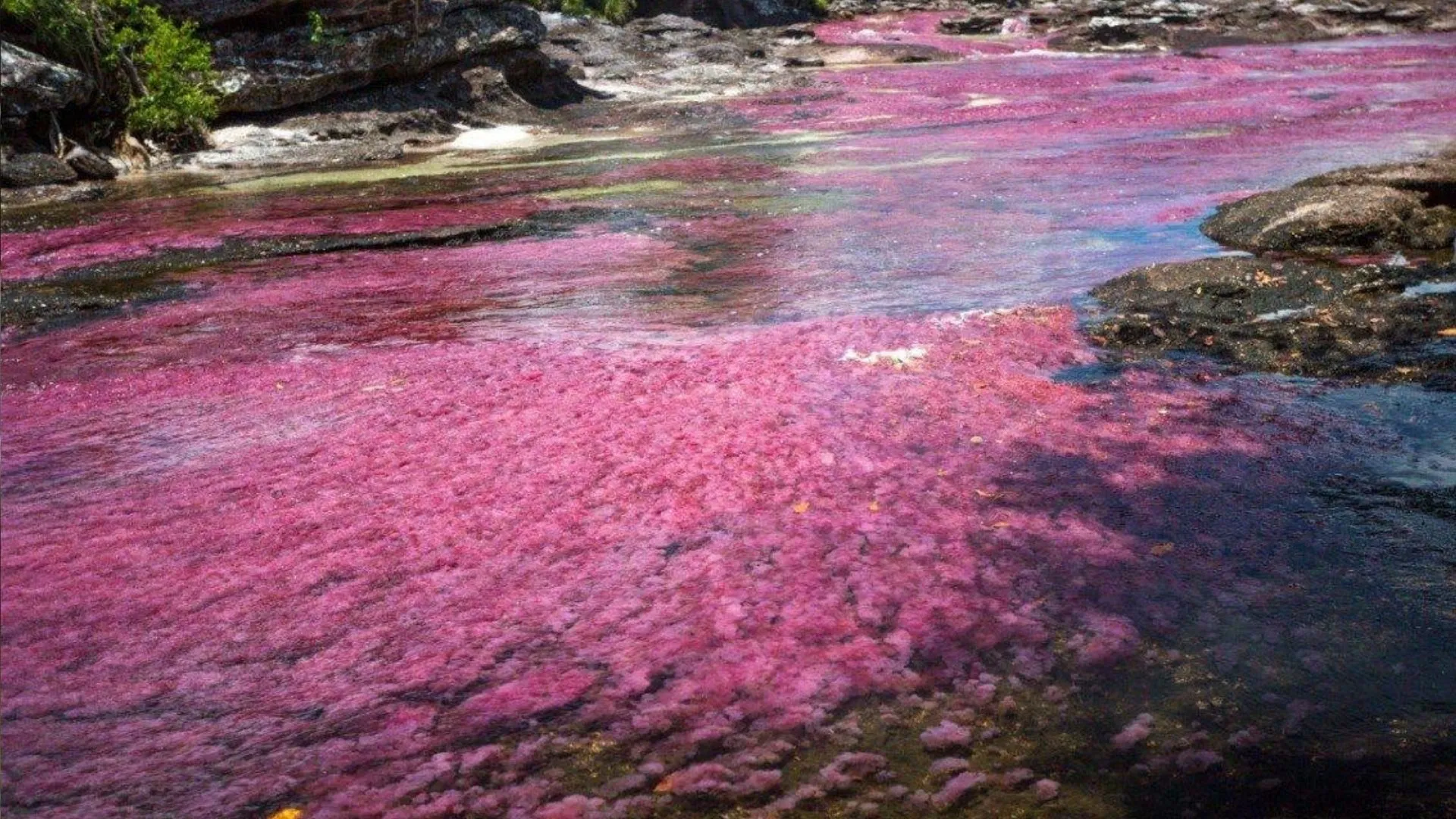 caño-cristales-temporada