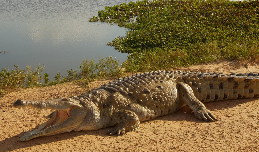 El cocodrilo del Orinoco, una especie en vía de extinción | KienyKe