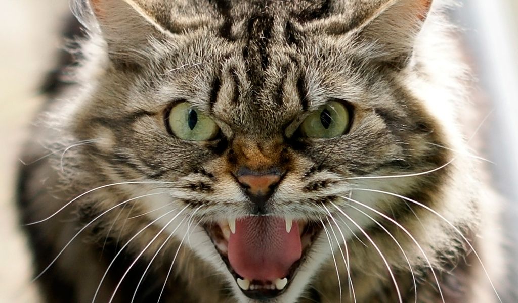 Por qué los gatos atacan de repente sin ningún motivo? | KienyKe